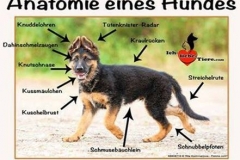 Anatomie_eines_Hundes